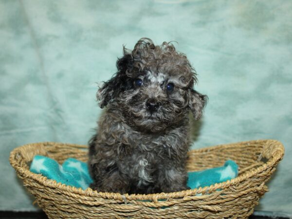 Miniature Poodle Dog Male Blue Merle 9731 Petland Dalton, Georgia