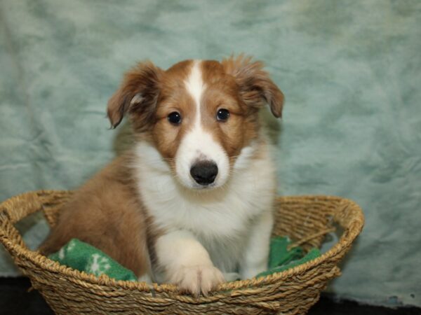 Shetland Sheepdog Dog Male Sable and White 9717 Petland Dalton, Georgia