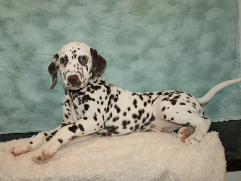 Dalmatian-Male-White and Liver Brown-4040386-Petland Dalton
