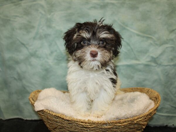 Havanese DOG Male Chocolate 20861 Petland Dalton, Georgia