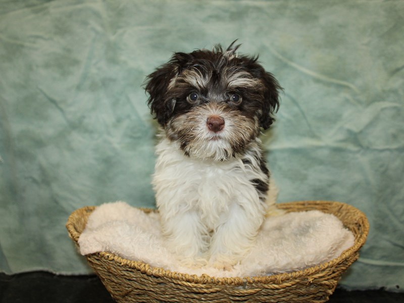 Havanese-Male-Chocolate-4038859-Petland Dalton