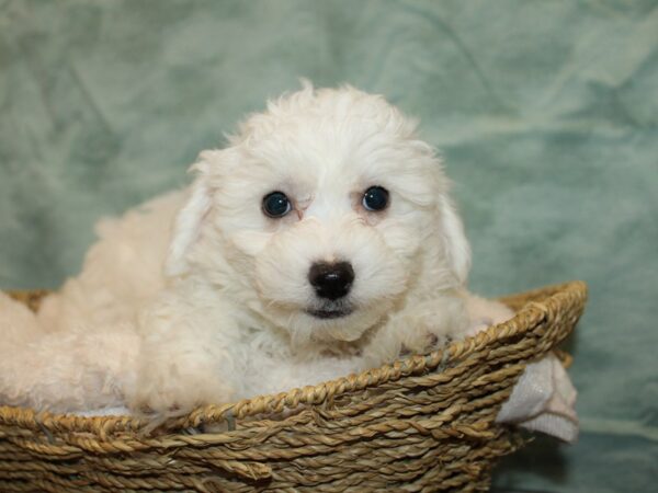 Bichon Frise Dog Male White 9758 Petland Dalton, Georgia