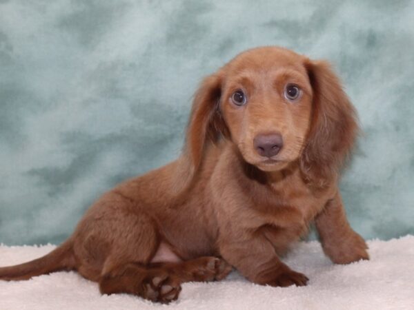 Dachshund DOG Female Isabella 9677 Petland Dalton, Georgia