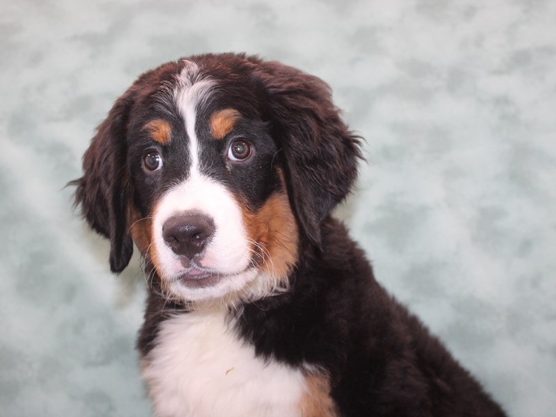 Bernese Mountain Dog-Female-Black White / Tan-3981919-Petland Dalton