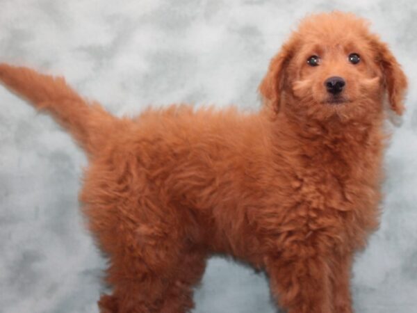 Goldendoodle Mini 2nd Gen DOG Female Red 9675 Petland Dalton, Georgia