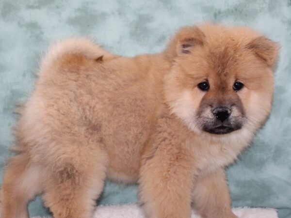 Chow Chow DOG Male Cinnamon 9692 Petland Dalton, Georgia