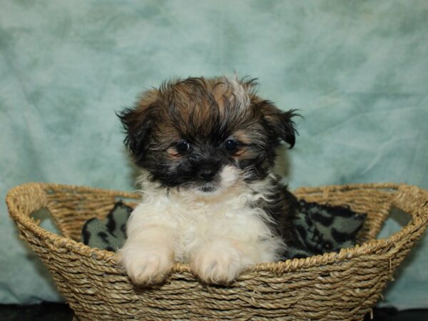 Shihpom-Dog-Female--9728-Petland Dalton, Georgia