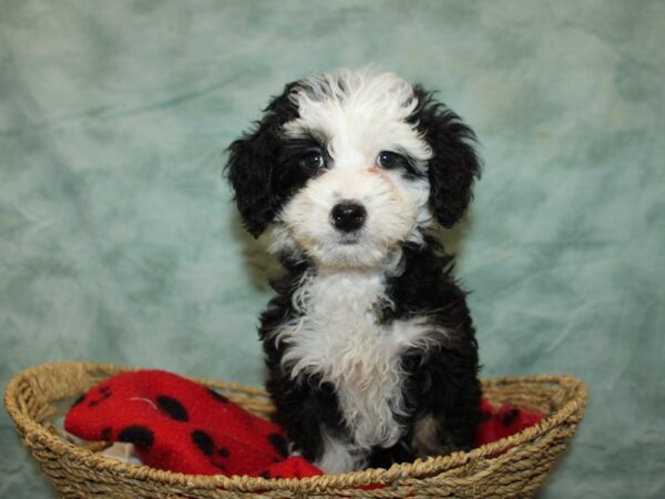 Bernedoodle Mini 2nd Gen-DOG-Female-Tri-Colored-9725-Petland Dalton, Georgia