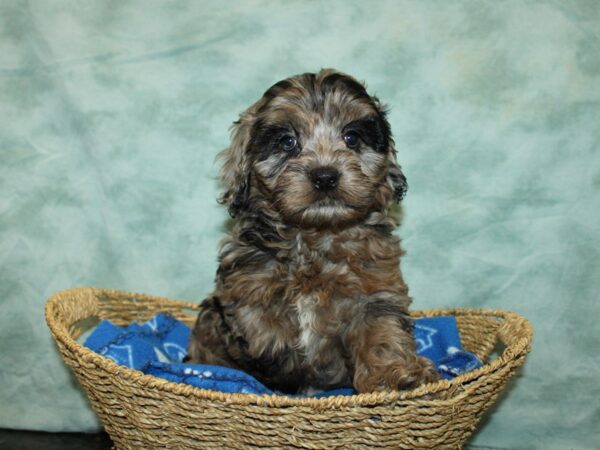 Cockadoodle-DOG-Female-Chocolate Merle-20884-Petland Dalton, Georgia