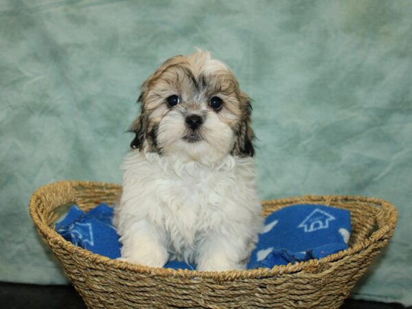 Teddy Bear Dog Male Brown / White 20883 Petland Dalton, Georgia