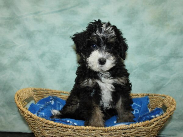 Bernedoodle Mini 2nd Gen-DOG-Male-Tri-Colored-20885-Petland Dalton, Georgia