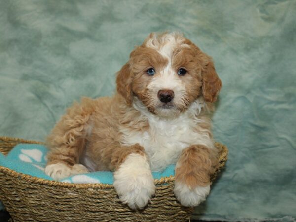 Miniature Aussiedoodle-DOG-Male-cream-20900-Petland Dalton, Georgia