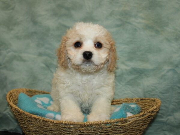 Cavachon DOG Male Blenheim 20901 Petland Dalton, Georgia