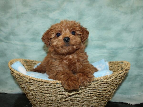 Mini Goldendoodle 2nd Gen-Dog-Female-Red-9741-Petland Dalton, Georgia