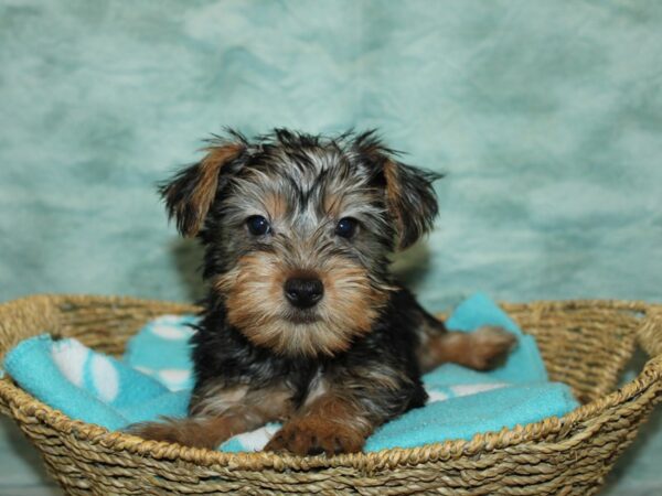 Silky Terrier Dog Male Black and Tan 20912 Petland Dalton, Georgia