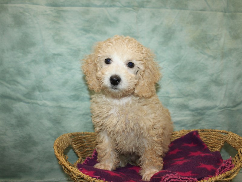 Poodle-Male-Apricot-4070015-Petland Dalton