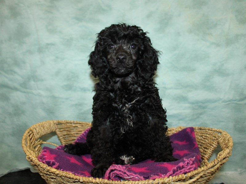 Poodle-Female-Black-4070017-Petland Dalton