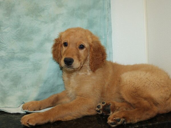 Golden Retriever Dog Male Dark Golden 9742 Petland Dalton, Georgia