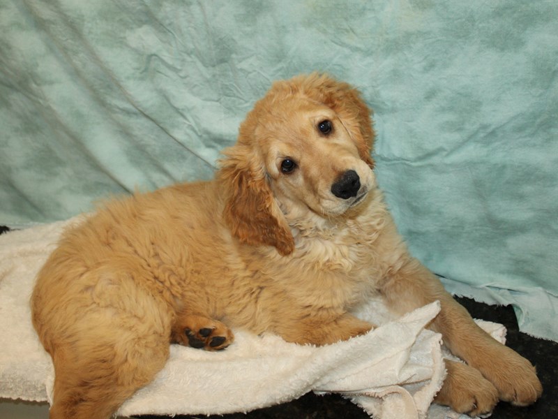 Golden Retriever-Male-Golden-4070076-Petland Dalton