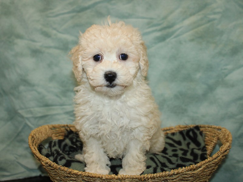 Miniature Poodle-Female-Apricot-4070987-Petland Dalton