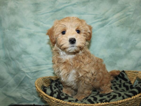 Maltipoo-DOG-Male-Red-20906-Petland Dalton, Georgia