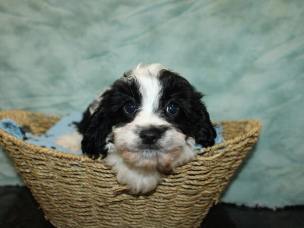 Cavapoo-Dog-Male-Black / White-20905-Petland Dalton, Georgia