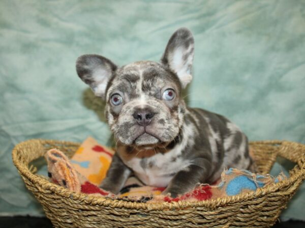 French Bulldog Dog Female Merle 9737 Petland Dalton, Georgia