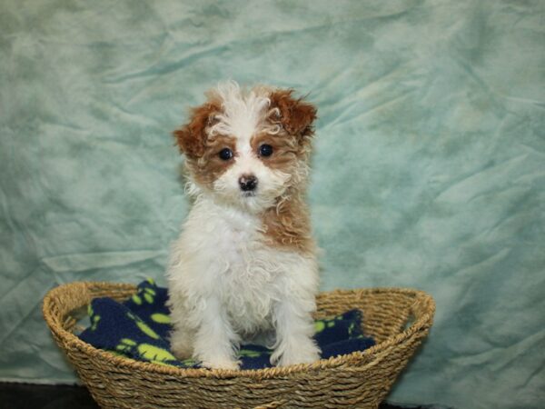 Miniature Poodle Dog Female Red & white parti 20916 Petland Dalton, Georgia