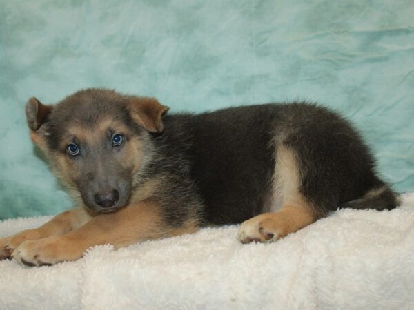 German Shepherd Dog Male Blue & tan 20924 Petland Dalton, Georgia