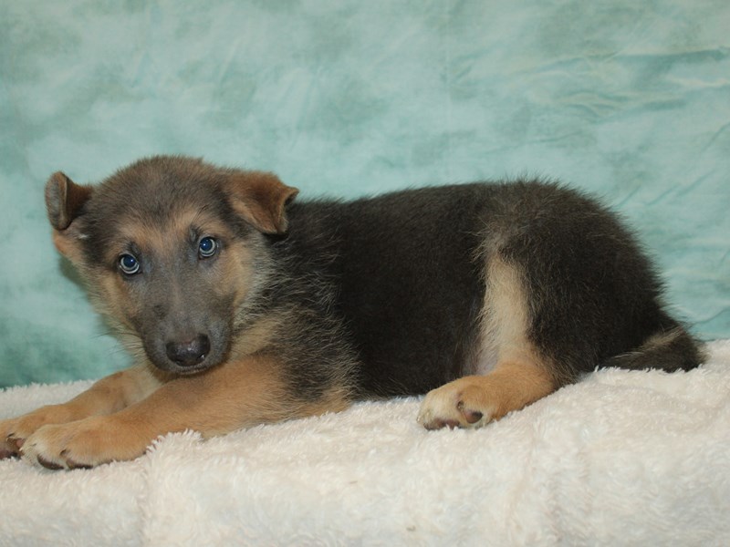 German Shepherd-Male-Blue & tan-4083692-Petland Dalton