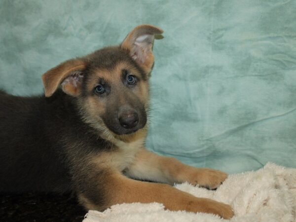 German Shepherd DOG Male Blue & tan 9749 Petland Dalton, Georgia