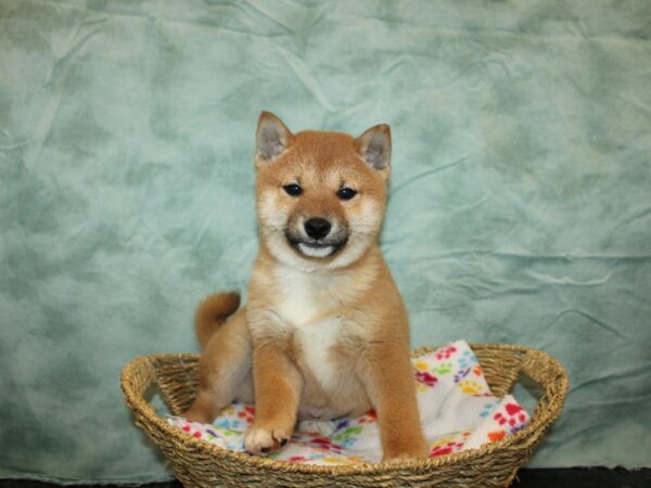 Shiba Inu-Dog-Male-Red-9746-Petland Dalton, Georgia