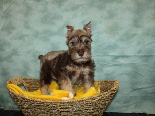 Miniature Schnauzer-Dog-Male-Liver and Pepper-20919-Petland Dalton, Georgia