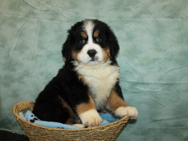 Bernese Mountain Dog Dog Male Black White / Tan 20920 Petland Dalton, Georgia