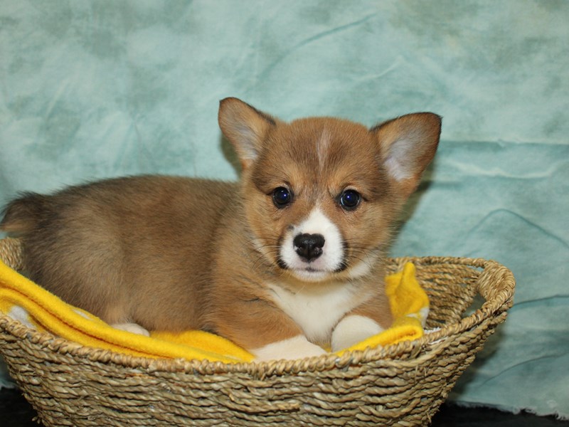 Pembroke Welsh Corgi-Male-Red / White-4083231-Petland Dalton