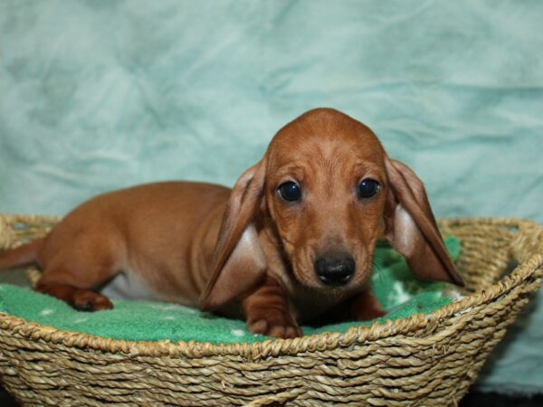 Dachshund Dog Female Red 20926 Petland Dalton, Georgia