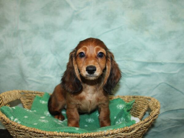 Dachshund-Dog-Female-Sable-20927-Petland Dalton, Georgia