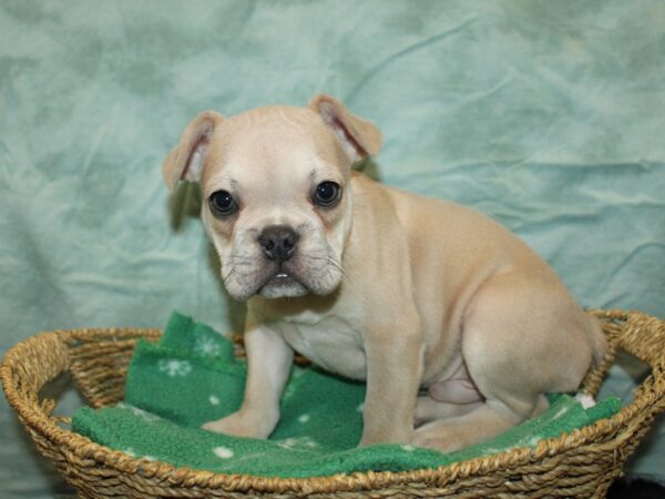 French Bulldog Dog Male Cream 20928 Petland Dalton, Georgia