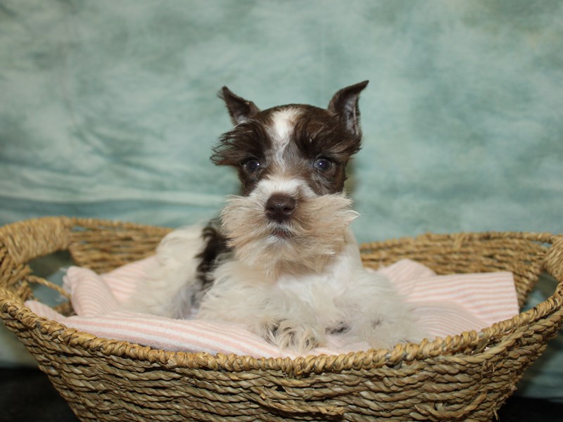 Miniature Schnauzer-Male-Chocolate / White-4091250-Petland Dalton