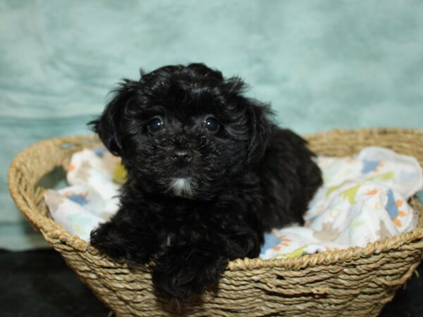 Yorkiepoo-DOG-Male--20938-Petland Dalton, Georgia