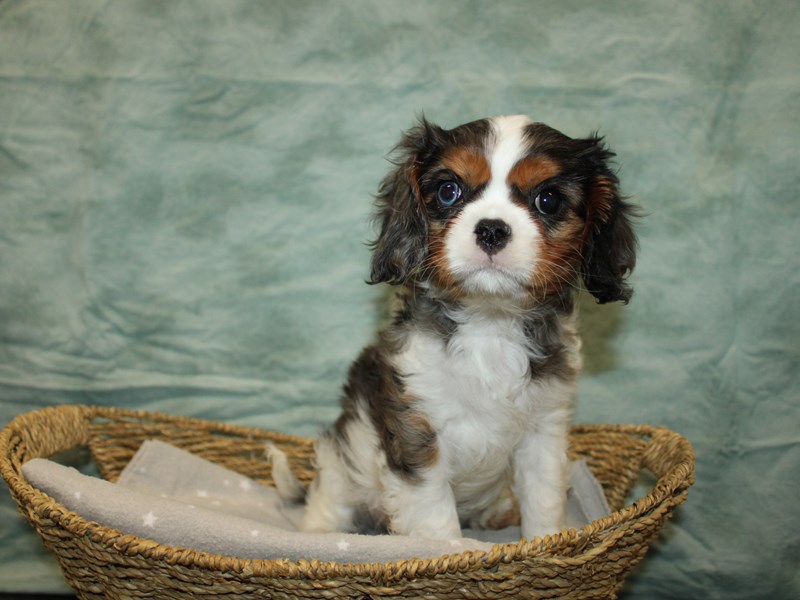 Cavalier King Charles Spaniel Small Animal Blue merle ID:20943