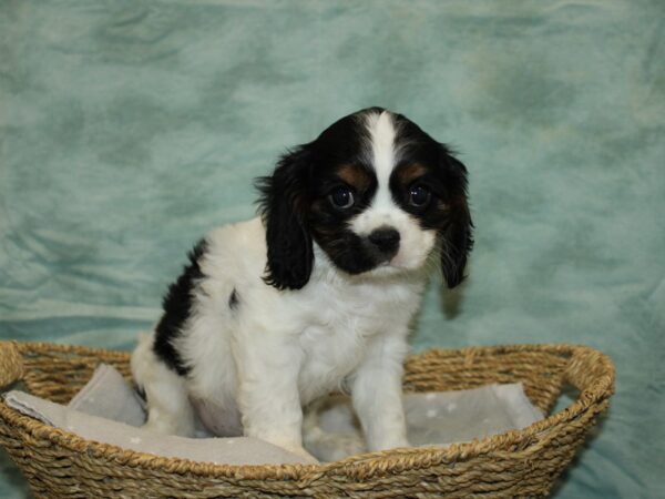 Cavalier King Charles Spaniel DOG Male Tri 9755 Petland Dalton, Georgia