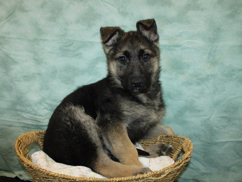 German Shepherd Dog-Female-Black / Tan-4091248-Petland Dalton