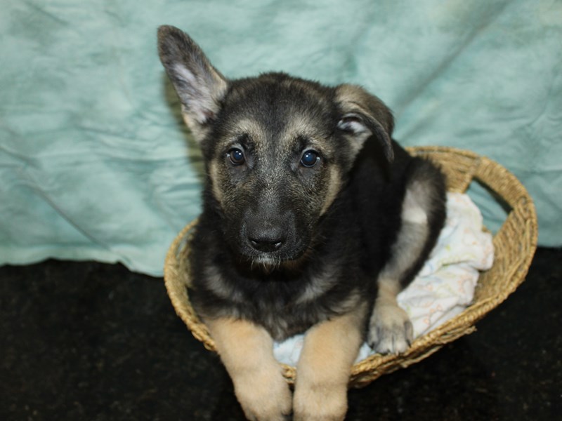 German Shepherd Dog-Male-Black / Tan-4091249-Petland Dalton