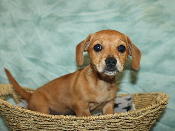 Chiweenie DOG Male Red 9750 Petland Dalton, Georgia