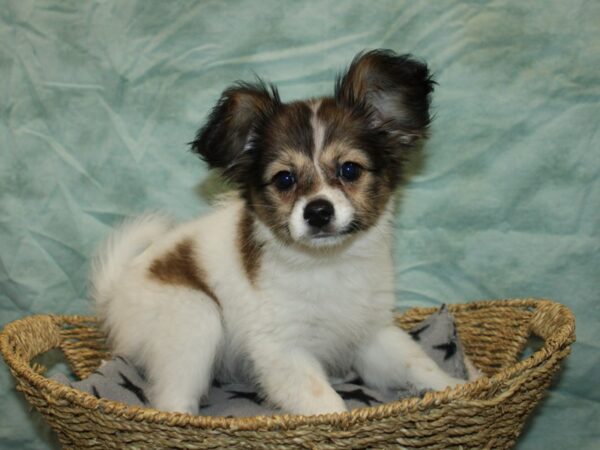 Papillon Dog Female White and Sable 9752 Petland Dalton, Georgia