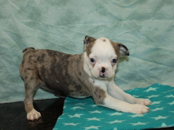 Boston Terrier DOG Female Blue Merle and White 9751 Petland Dalton, Georgia