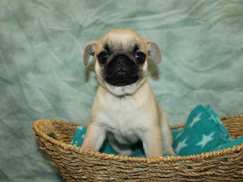 Pug-Female-Fawn-4090374-Petland Dalton