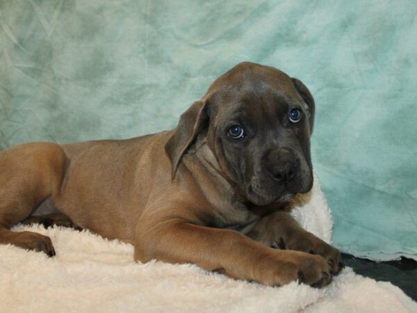 Cane Corso DOG Female Fawn 20934 Petland Dalton, Georgia