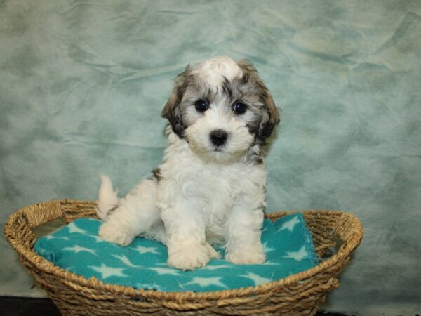 Teddy Bear DOG Male Gold & White 20948 Petland Dalton, Georgia